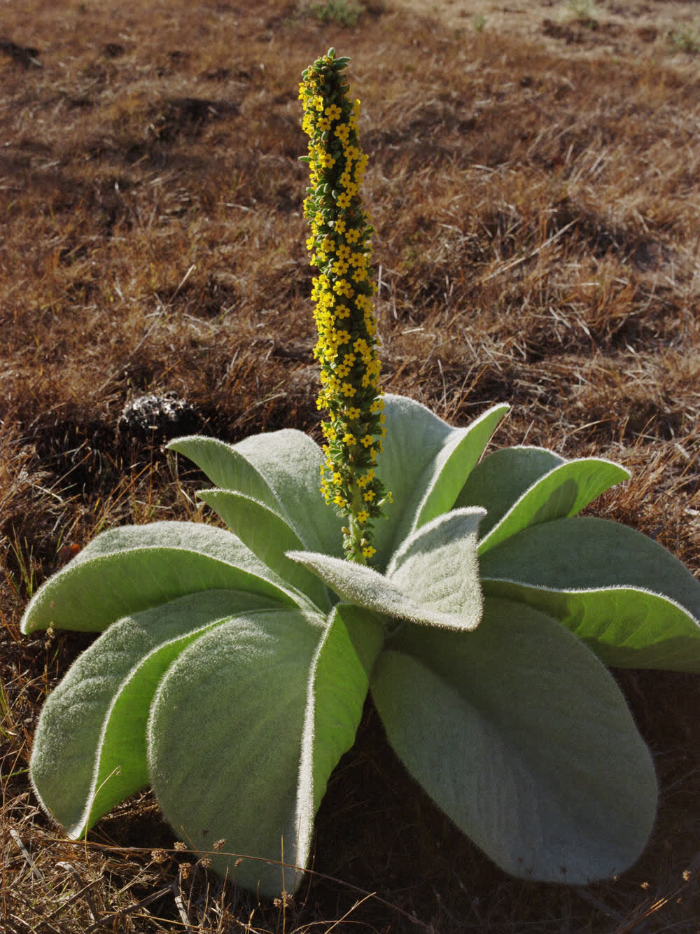 A mature common mullein plant with broad velvety silver-green leaves and a tall yellow flower spike